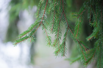 Green branches of spruce in the winter forest
