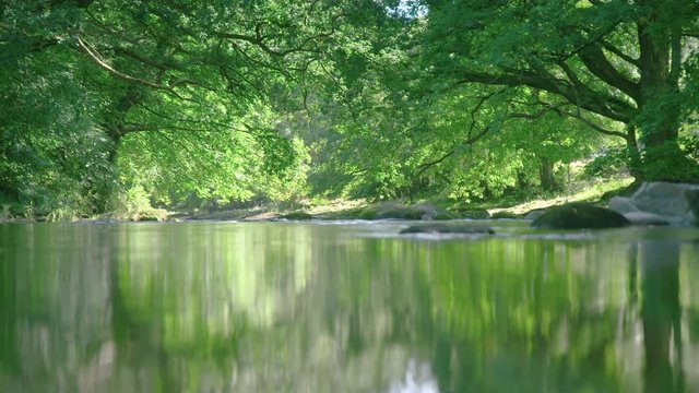 Peaceful view above surface of gentle stream through forest
