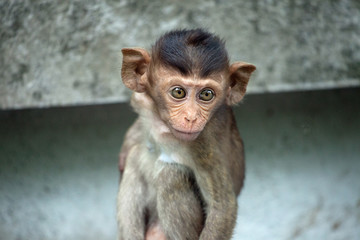 可愛いサル