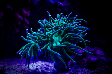 Euphyllia torch coral