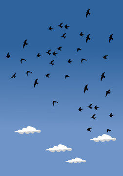 group of bird for background and illustration image