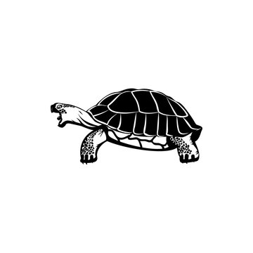 vector illustration of turtle
