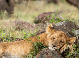 Sleepy Lion Cub