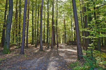 Obraz premium Forest near Graz during autumn during day