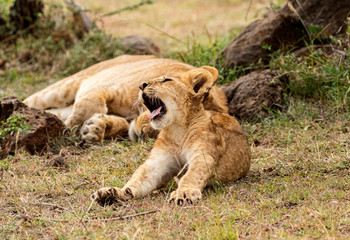 Fototapeta na wymiar Lion Cub Stretch & Yawn