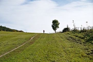 Meadow with trail, a tree and the blue sky