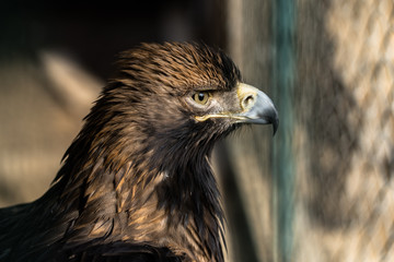 Beautiful young golden eagle,with totaly unconfidential look in his eyes , bravely and proudly observes and preserves the territory and the tree where his nest is of all potential enemies. Nature.