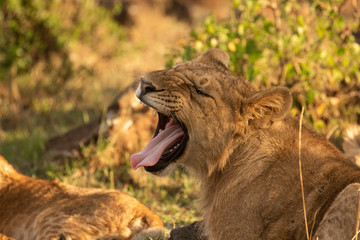 Yawning Lion
