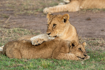 Obraz na płótnie Canvas Lion Cubs