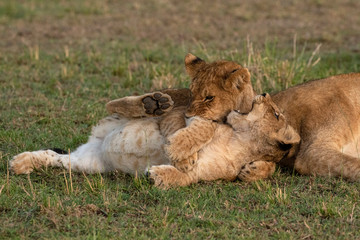 Lion Cubs Playing