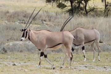 Naklejka na ściany i meble Oryxantilope im Samburu Nationalpark Kenia