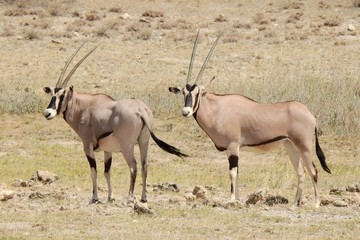 Oryxantilope im Samburu Nationalpark Kenia