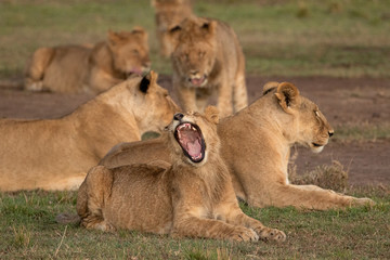 Fototapeta na wymiar Lion Yawn