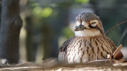 bird of prey