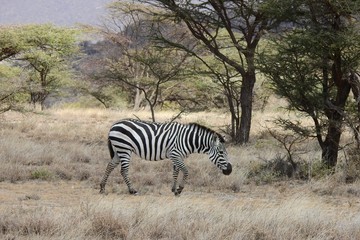 Fototapeta na wymiar Zebra im Samburu National Park, Kenya