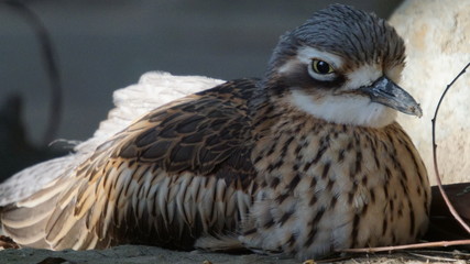 bird of prey