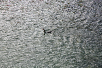 Cormorant swimming in water filled with ripples