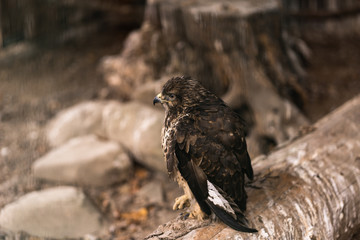 Birds of prey - Common Buzzard Buteo buteo sit on wood in zoo. The buzzard. Brown trees in the background. Landscape. Nature and fauna concept. Animals planet.