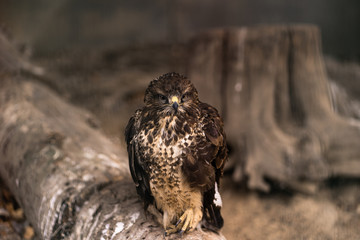 Birds of prey - Common Buzzard Buteo buteo sit on wood in zoo. The buzzard. Brown trees in the background. Landscape. Nature and fauna concept. Animals planet.