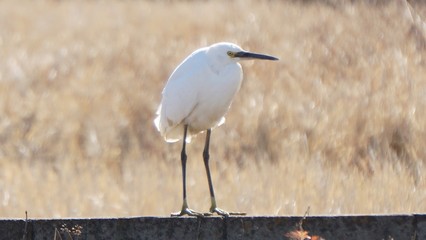 great blue heron on the beach