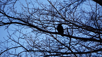 crow on tree