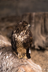Birds of prey - Common Buzzard Buteo buteo sit on wood in zoo. The buzzard. Brown trees in the background. Landscape. Nature and fauna concept. Animals planet.