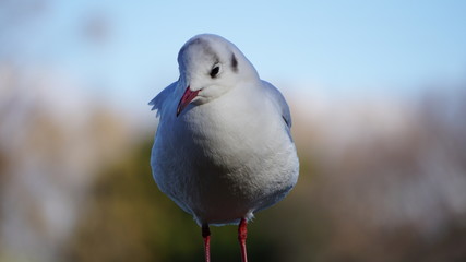 seagull on a post