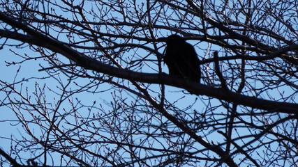 crow on tree