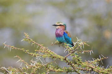 Gabelracke (Lilac breasted roller), Samburu Nationalpark Kenia