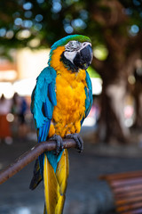 macaw parrot