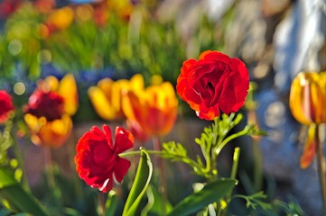 Obraz premium Red and orange flower around the clocktower garden in Graz