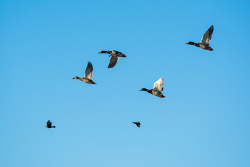 Mallard duck male drakes flock flying .