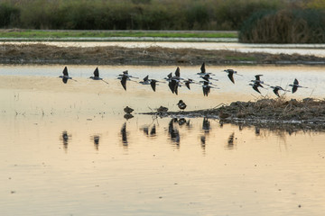 American avocets bird flock flying low over water.