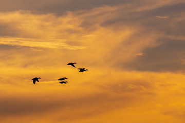 Ducks flying in flock with sunset sky .