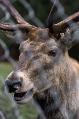 Great adult noble red male deer with big horns, Beautifully turned head. European wildlife landscape with deer stag. Portrait of lonely deer with big antlers at forest background. Shot in zoo.