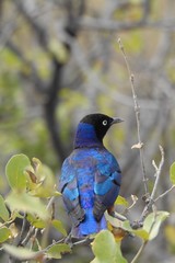 Dreifarben-Glanzstar (Lamprotornis superbus) Samburu Nationalpark Kenia