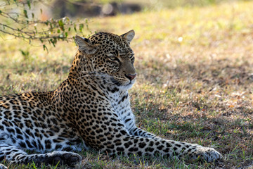 Fototapeta na wymiar Tito - Female Leopard