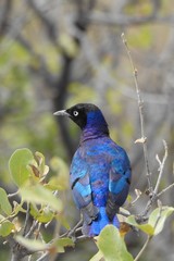 Dreifarben-Glanzstar (Lamprotornis superbus) Samburu Nationalpark Kenia