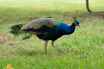 Fototapeta premium Peacock walking in a park .