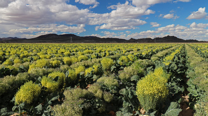 Field of Broccoli Grown for Seed, in Yuma Arizona; fruit of broccoli is called a silique; each...