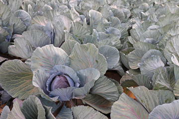 Fototapeta na wymiar Landscape view of growing red cabbage heads field in Yuma Arizona