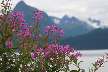 Fireweed (chamaenerion angustifolium and ) in full bloom in Valdez Alaska in August; Fireweed is...