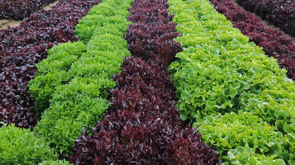 Alternating Rows of Green and Red Leaf Lettuce in a Farm Field in Yuma, Arizona