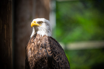 Majestic Bald Eagle on a perch in the sunlight staring into the distance