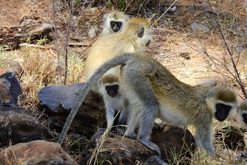 VERVET Affe CERCOPITHICUS PYGERYTHRUS, Samburu Nationalpark, Kenia