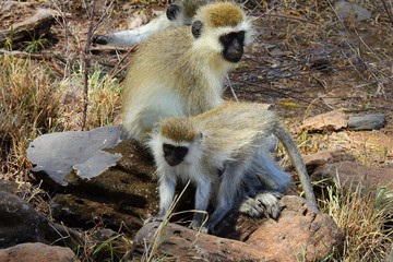 VERVET Affe CERCOPITHICUS PYGERYTHRUS, Samburu Nationalpark, Kenia