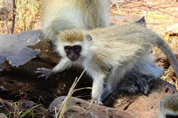 VERVET Affe CERCOPITHICUS PYGERYTHRUS, Samburu Nationalpark, Kenia