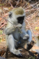 VERVET Affe CERCOPITHICUS PYGERYTHRUS, Samburu Nationalpark, Kenia