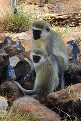 VERVET Affe CERCOPITHICUS PYGERYTHRUS, Samburu Nationalpark, Kenia