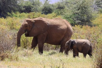 Fototapeta premium Elefant mit Elefantenkind, Samburu Nationalpark Kenia